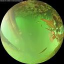 ./images/calvert/underwater/20260624/underwater20260624_143002M.jpg