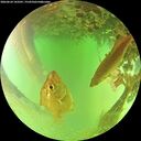 ./images/calvert/underwater/20260624/underwater20260624_143501M.jpg