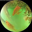 ./images/calvert/underwater/20260624/underwater20260624_144501M.jpg