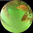 ./images/calvert/underwater/20260624/underwater20260624_150001M.jpg
