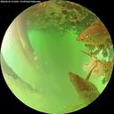 ./images/calvert/underwater/20260624/underwater20260624_151001M.jpg