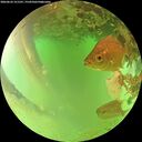 ./images/calvert/underwater/20260624/underwater20260624_151501M.jpg