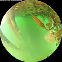 ./images/calvert/underwater/20260624/underwater20260624_155001M.jpg