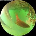./images/calvert/underwater/20260624/underwater20260624_155501M.jpg