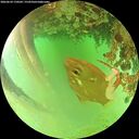 ./images/calvert/underwater/20260624/underwater20260624_170502M.jpg