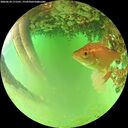 ./images/calvert/underwater/20260624/underwater20260624_171501M.jpg