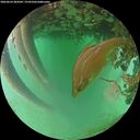 ./images/calvert/underwater/20260624/underwater20260624_204502M.jpg