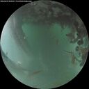 ./images/calvert/underwater/20260625/underwater20260625_050501M.jpg