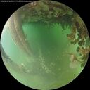 ./images/calvert/underwater/20260625/underwater20260625_060501M.jpg