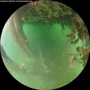 ./images/calvert/underwater/20260625/underwater20260625_062001M.jpg