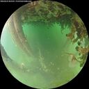 ./images/calvert/underwater/20260625/underwater20260625_062501M.jpg