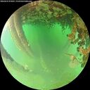 ./images/calvert/underwater/20260625/underwater20260625_072001M.jpg