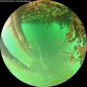 ./images/calvert/underwater/20260625/underwater20260625_081501M.jpg
