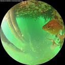 ./images/calvert/underwater/20260625/underwater20260625_082001M.jpg
