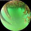 ./images/calvert/underwater/20260625/underwater20260625_094501M.jpg
