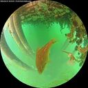 ./images/calvert/underwater/20260625/underwater20260625_103501M.jpg