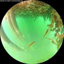 ./images/calvert/underwater/20260625/underwater20260625_134002M.jpg