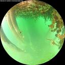 ./images/calvert/underwater/20260625/underwater20260625_142001M.jpg