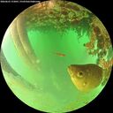 ./images/calvert/underwater/20260625/underwater20260625_172001M.jpg