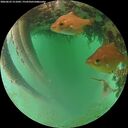 ./images/calvert/underwater/20260625/underwater20260625_211001M.jpg