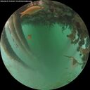 ./images/calvert/underwater/20260625/underwater20260625_214502M.jpg
