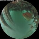./images/calvert/underwater/20260625/underwater20260625_215501M.jpg