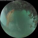 ./images/calvert/underwater/20260626/underwater20260626_052001M.jpg