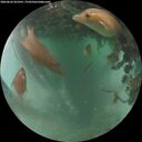 ./images/calvert/underwater/20260626/underwater20260626_053501M.jpg