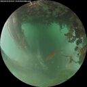 ./images/calvert/underwater/20260626/underwater20260626_054501M.jpg