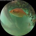 ./images/calvert/underwater/20260626/underwater20260626_060001M.jpg