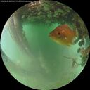 ./images/calvert/underwater/20260626/underwater20260626_063502M.jpg