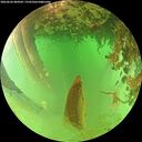 ./images/calvert/underwater/20260626/underwater20260626_084501M.jpg