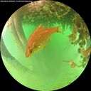 ./images/calvert/underwater/20260626/underwater20260626_092001M.jpg