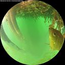 ./images/calvert/underwater/20260626/underwater20260626_101501M.jpg