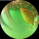 ./images/calvert/underwater/20260626/underwater20260626_103001M.jpg