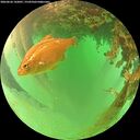 ./images/calvert/underwater/20260626/underwater20260626_142001M.jpg