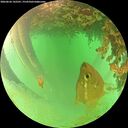 ./images/calvert/underwater/20260626/underwater20260626_142502M.jpg