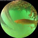 ./images/calvert/underwater/20260626/underwater20260626_144501M.jpg