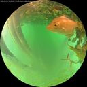 ./images/calvert/underwater/20260626/underwater20260626_152002M.jpg