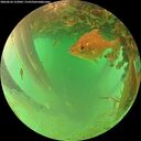 ./images/calvert/underwater/20260626/underwater20260626_153002M.jpg