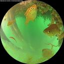 ./images/calvert/underwater/20260626/underwater20260626_153501M.jpg