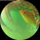 ./images/calvert/underwater/20260626/underwater20260626_154001M.jpg