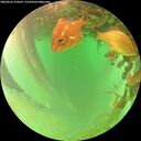 ./images/calvert/underwater/20260626/underwater20260626_154501M.jpg