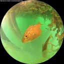 ./images/calvert/underwater/20260626/underwater20260626_155001M.jpg