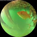 ./images/calvert/underwater/20260626/underwater20260626_155501M.jpg