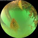 ./images/calvert/underwater/20260626/underwater20260626_161501M.jpg