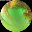 ./images/calvert/underwater/20260626/underwater20260626_163501M.jpg