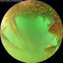 ./images/calvert/underwater/20260626/underwater20260626_164001M.jpg