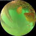 ./images/calvert/underwater/20260626/underwater20260626_165501M.jpg