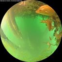 ./images/calvert/underwater/20260626/underwater20260626_170501M.jpg